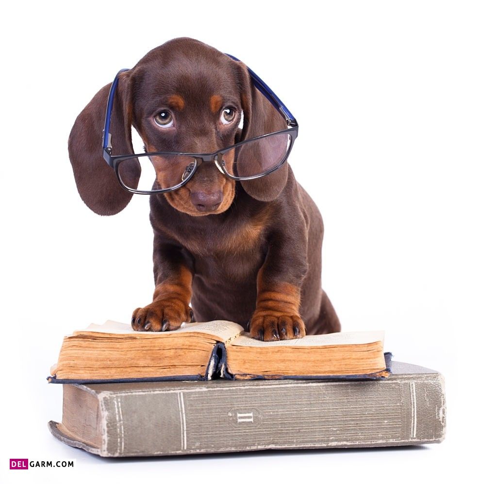 دولت الکترونیک